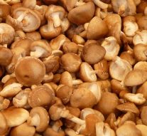 Shiitake gljive – super hrana i lijek