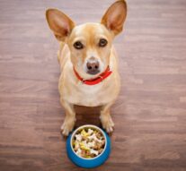 Pronađite najbolju hranu za pse