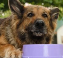 Hrana za starije pse za održavanje zdravlja i vitalnosti