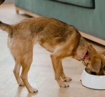 Peleti za pse kao praktična i hranjiva opcija za ljubimca