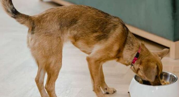 Peleti za pse kao praktična i hranjiva opcija za ljubimca